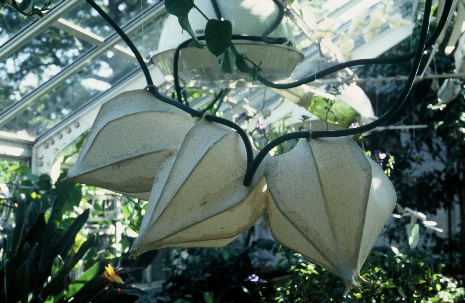 suspended paper form attached to garden hose